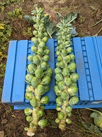 stalks of brussels sprouts